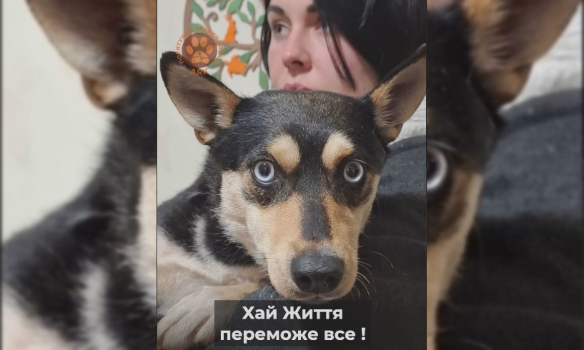 Пушистую Санту спасли харьковские зооволонтеры (видео)