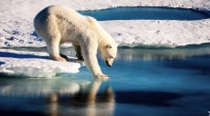 2024 год стал самым жарким в мире за всю историю наблюдений: что дальше
