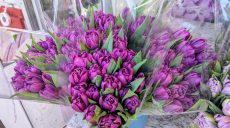 Сколько стоят цветы в Харькове накануне 8 марта – анализ цен от горсовета