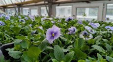 «Будут сюрпризы»: сколько цветов высадят в этом году в Харькове (видео)