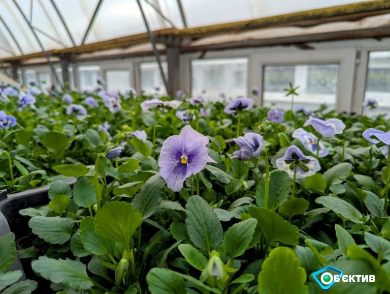 «Будут сюрпризы»: сколько цветов высадят в этом году в Харькове (видео)