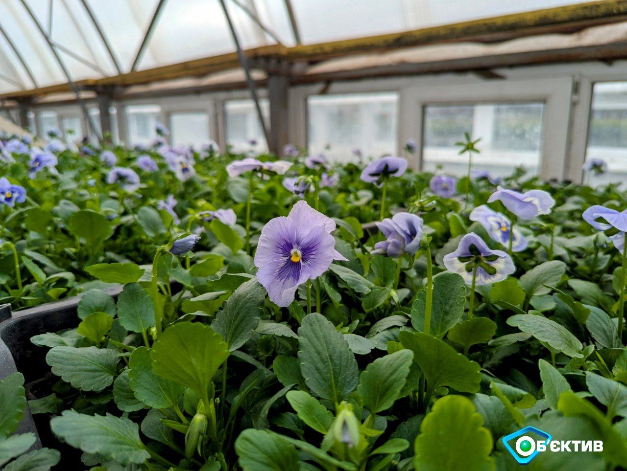 «Будут сюрпризы»: сколько цветов высадят в этом году в Харькове (видео)