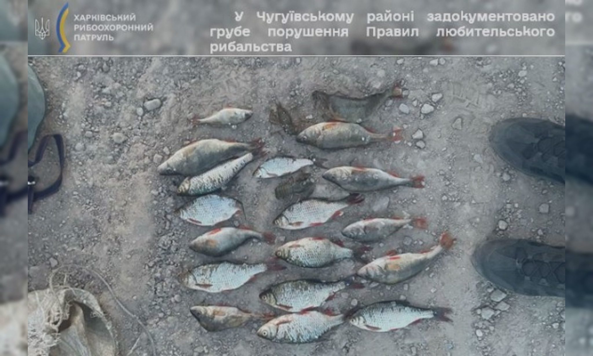Ущерб – почти 50 тысяч: на Харьковщине поймали браконьера с рыбой и раками
