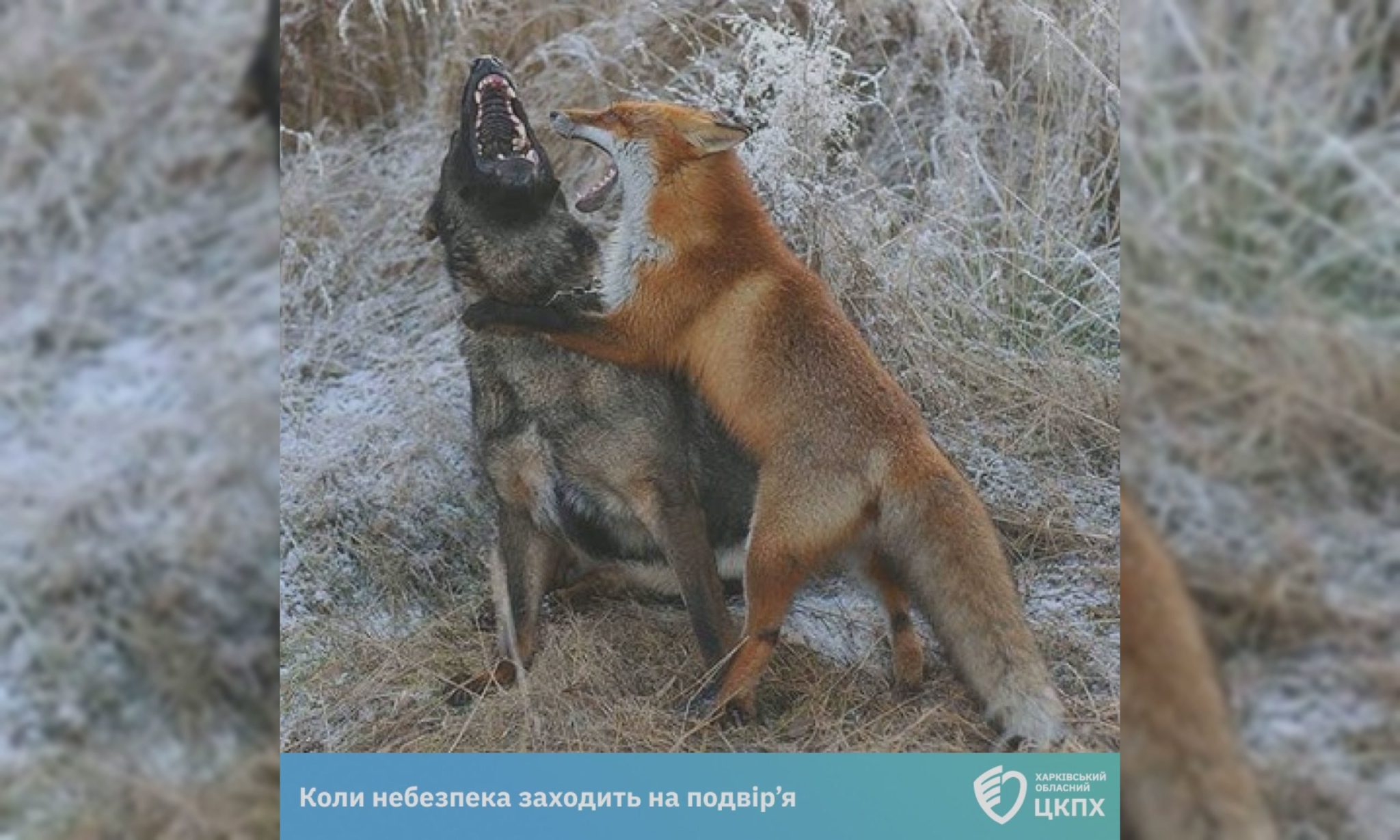 Скажена лисиця забігла на подвір’я жителів Харківщини: чим все закінчилось