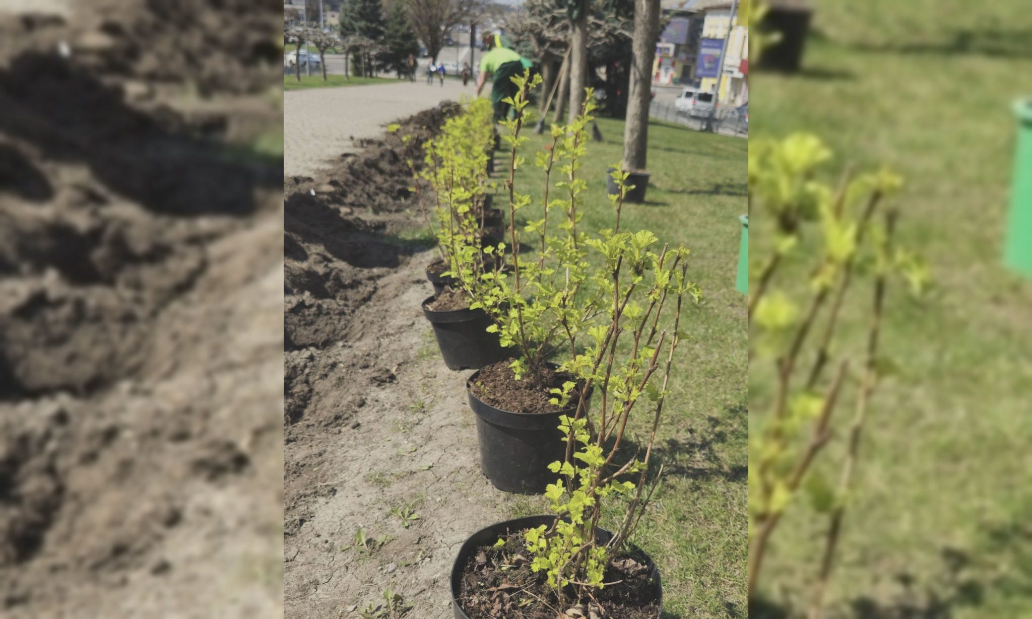 В центре Харькова высаживают растения с эффектными цветами (фото)