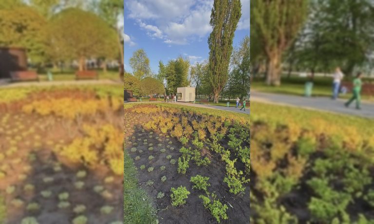 У сквері «Стрілка» в Харкові – нова клумба: висадили багаторічники (фото)