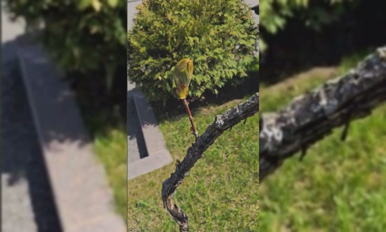 Великоднє диво в Центральному парку Харкова: ожило дерево (відео)