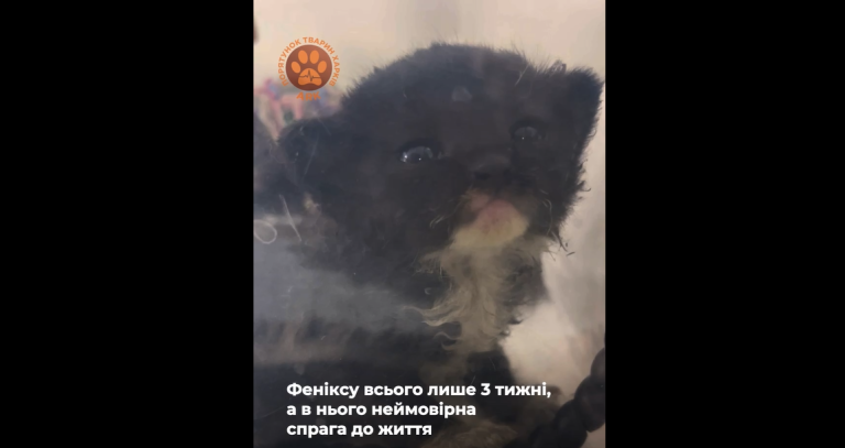Що з кошеням Феніксом, якого дістали з-під завалів у Харкові (відео)