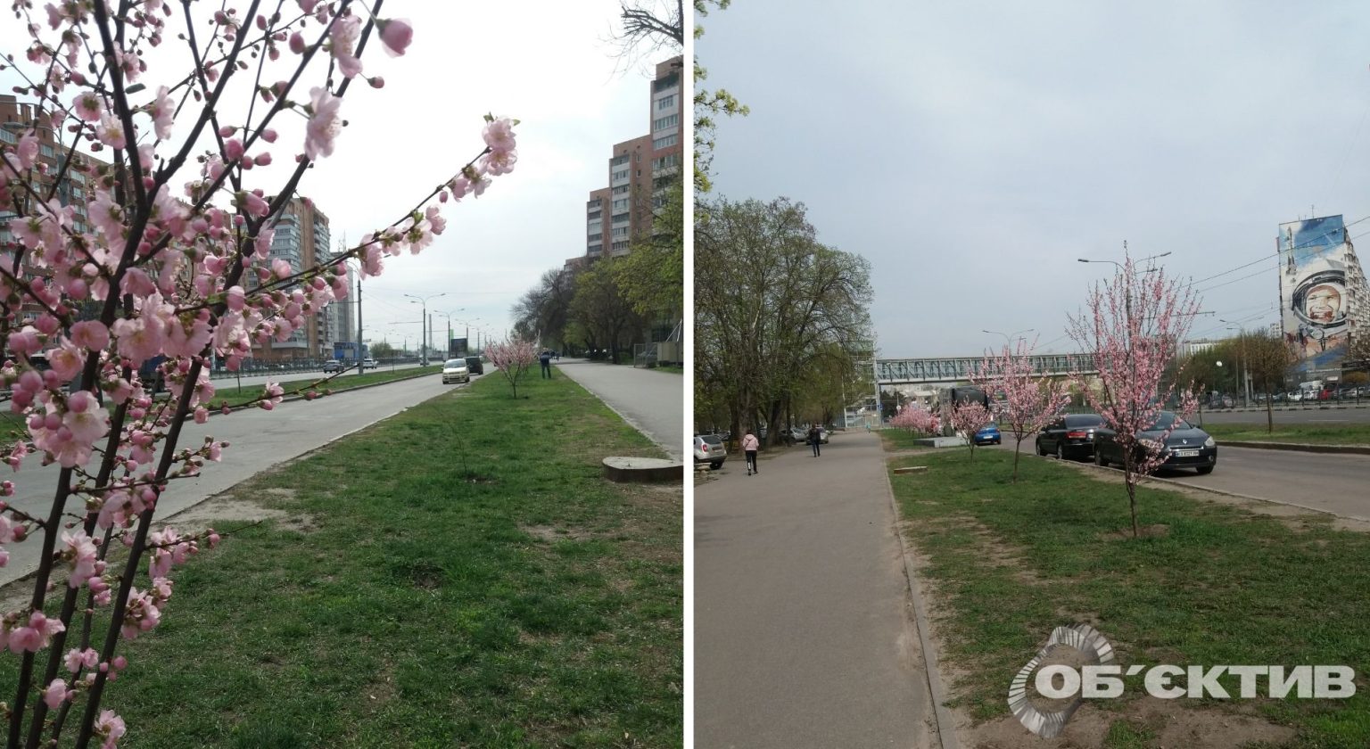 У Харкові зацвіли сакури, висаджені під обстрілами навесні 2022-го (фото)