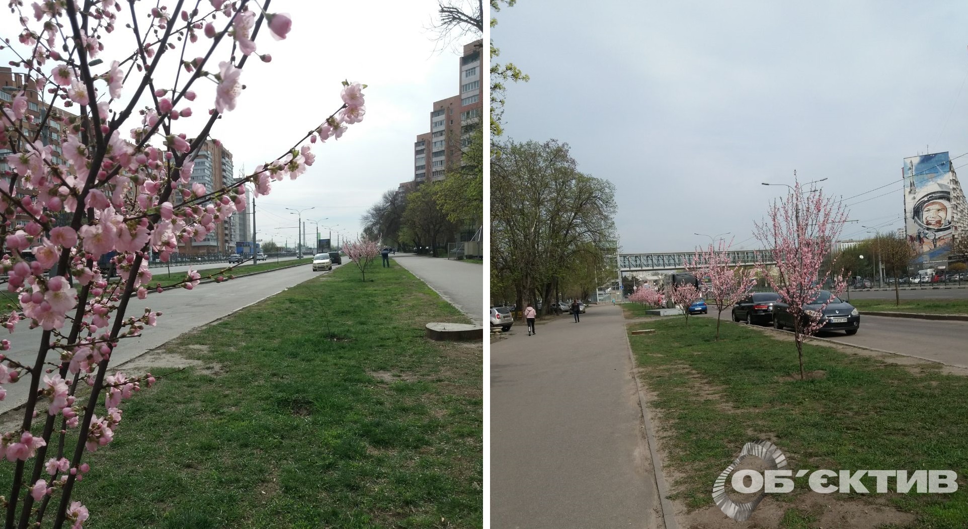 У Харкові зацвіли сакури, висаджені під обстрілами навесні 2022-го (фото)