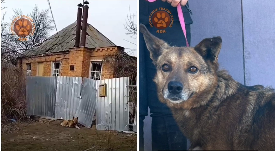 Врятувати Сімона. Пес із Куп’янська шукає господарів (відео)