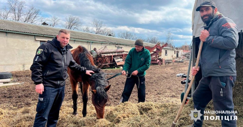Вагітних кобил вивезли з-під обстрілів на Харківщині (фото)