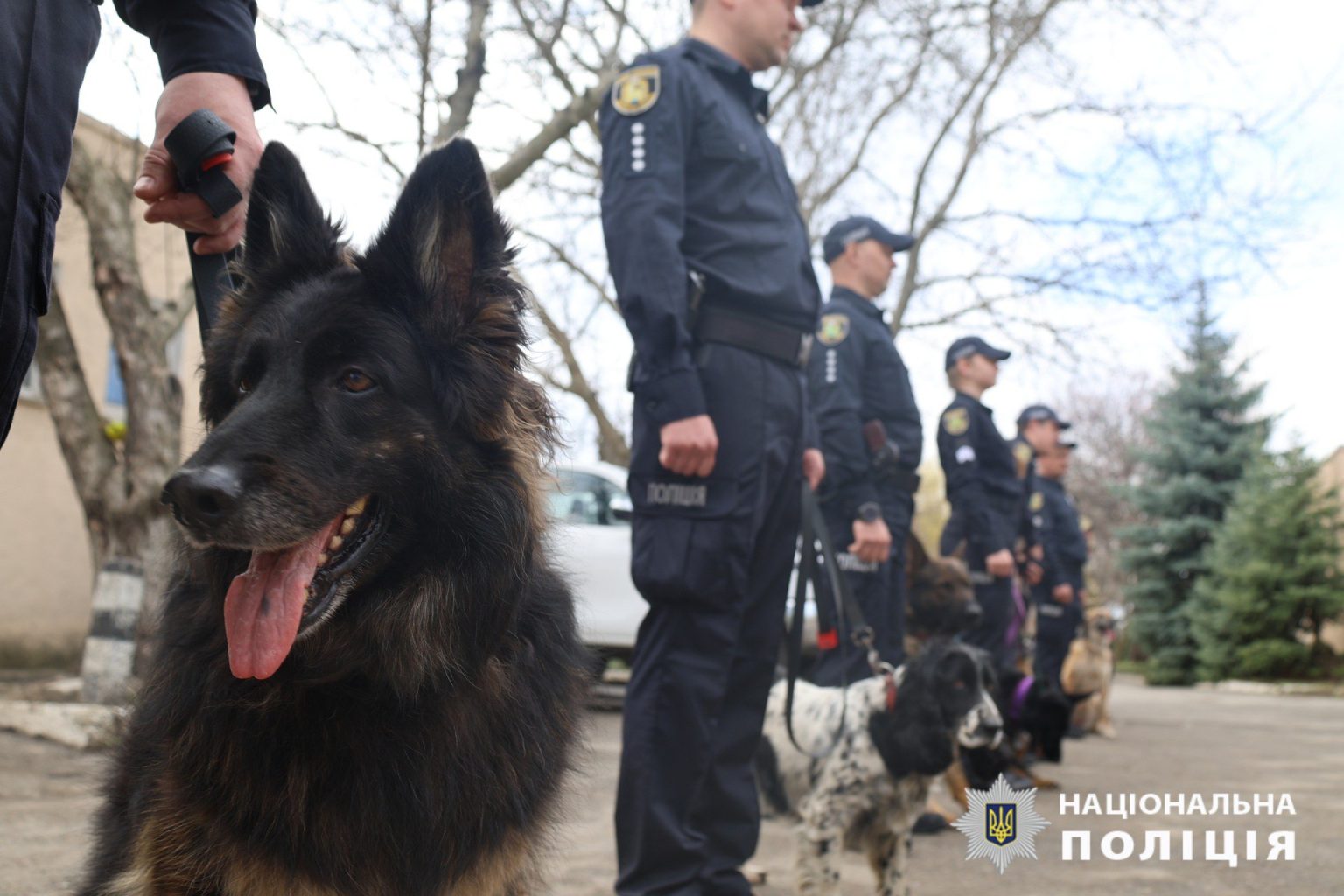 День кінолога в Харкові: як допомагають поліцейським чотирилапі напарники