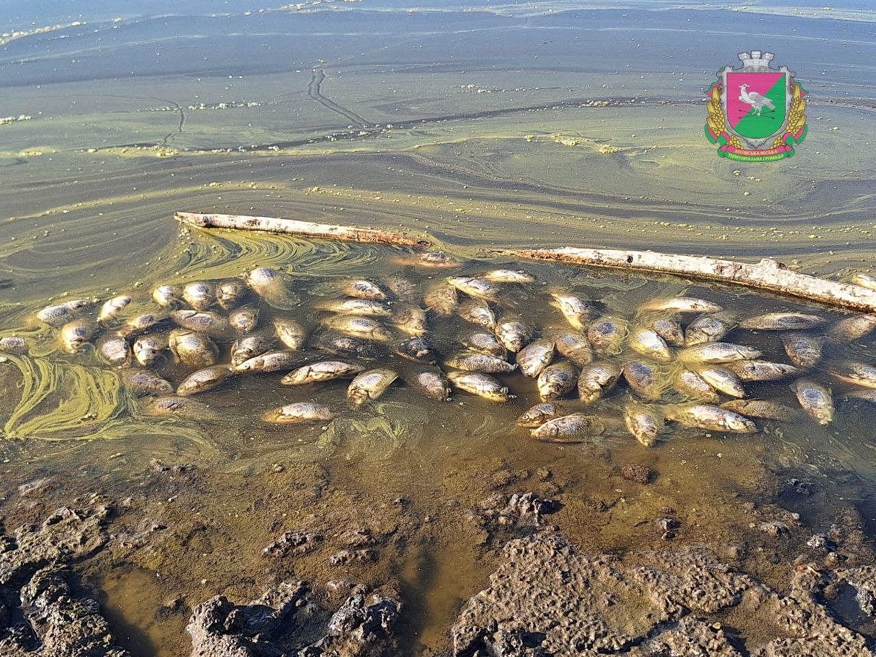 Водохранилище, снабжающее Харьков, рекордно обмелело, рядом начался мор рыбы