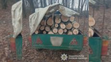 Вблизи дач на Чугуевщине пилили деревья: лесоруба поймали, что ему грозит