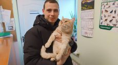 30 мая — Международный день объятий вашей кошки: харьковчан зовут найти свою