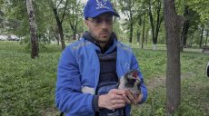 После атаки БпЛА на Харьков спасли птенца, его назвали Дроном (фото)