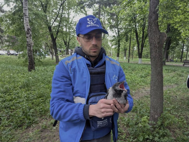 После атаки БпЛА на Харьков спасли птенца, его назвали Дроном (фото)