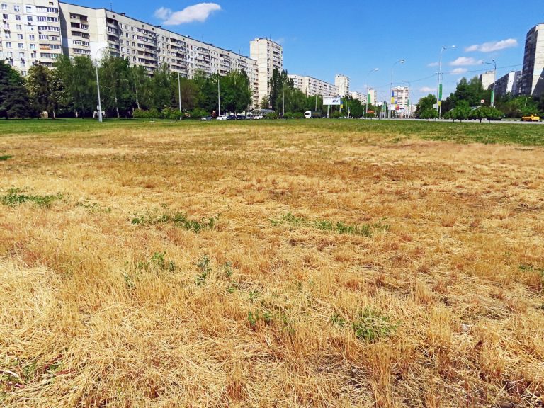 Как в Харькове создают пустыни и разводят амброзию, рассказал биолог