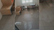 Домик котов в харьковском приюте пострадал из-за «прилета» (фото)