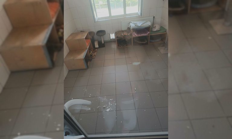 Будиночок котів у харківського притулку постраждав через «приліт» (фото)