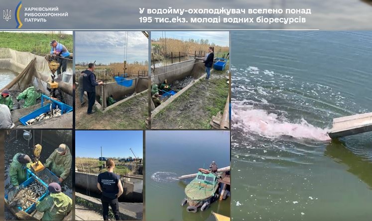 У водойму на Харківщині випустили понад 195 тисяч рибин: подробиці