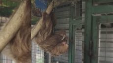 В экопарке под Харьковом – новые жители из Перу: переехали ленивцы (видео)