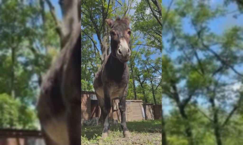 В экопарке под Харьковом – новый житель: осла эвакуировали с Донетчины 📹