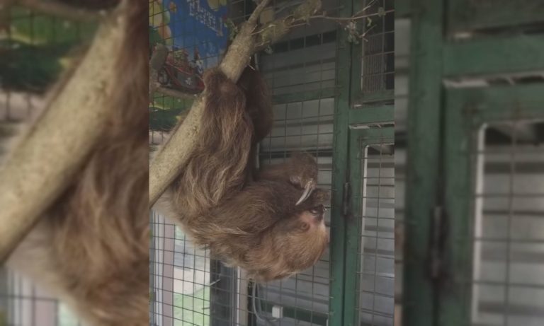 В экопарке под Харьковом – новые жители из Перу: переехали ленивцы (видео)