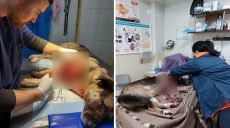В Харькове спасли пса, сбитого поездом: от него отказались в ветклиниках