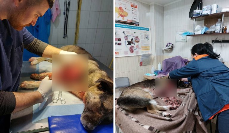 В Харькове спасли пса, сбитого поездом: от него отказались в ветклиниках
