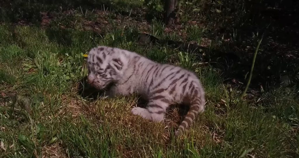Два рідкісні тигреняти народилися в харківському екопарку (відео)
