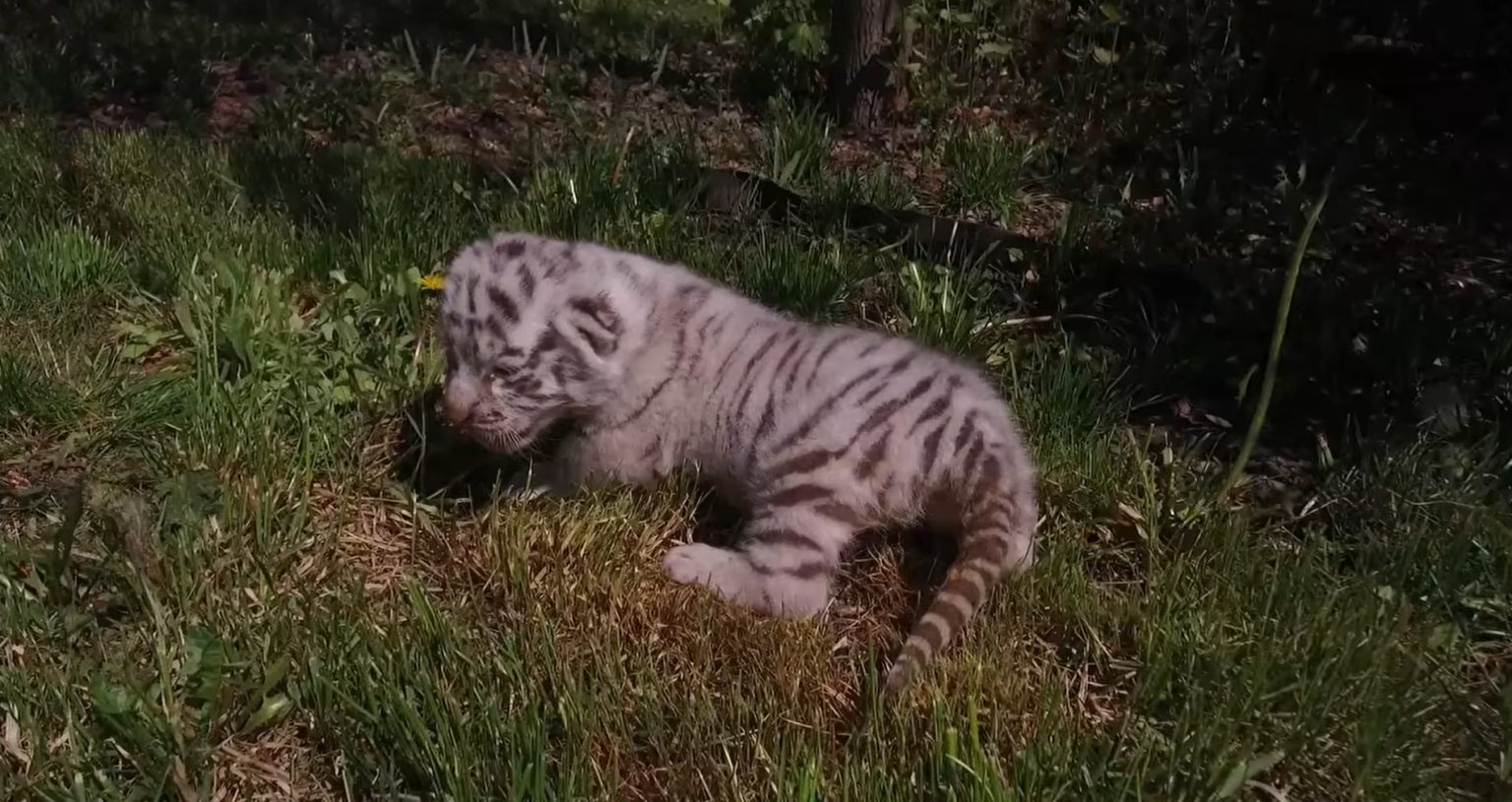 порно с животными 
