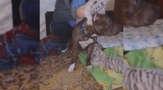 Тигрят усыновила собака в Харькове (видео)