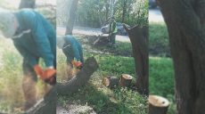 Поваленные деревья: что натворила стихия в Харькове, показали коммунальщики
