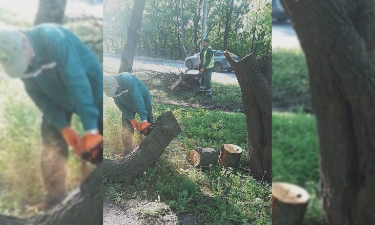 Повалені дерева: що накоїла стихія в Харкові, показали комунальники