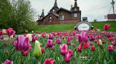Прогноз погоды на 7 мая в Харькове и области: будет идти дождь