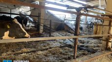 Россияне атаковали агрофирмы и убили коров – последствия атаки по Харьковщине