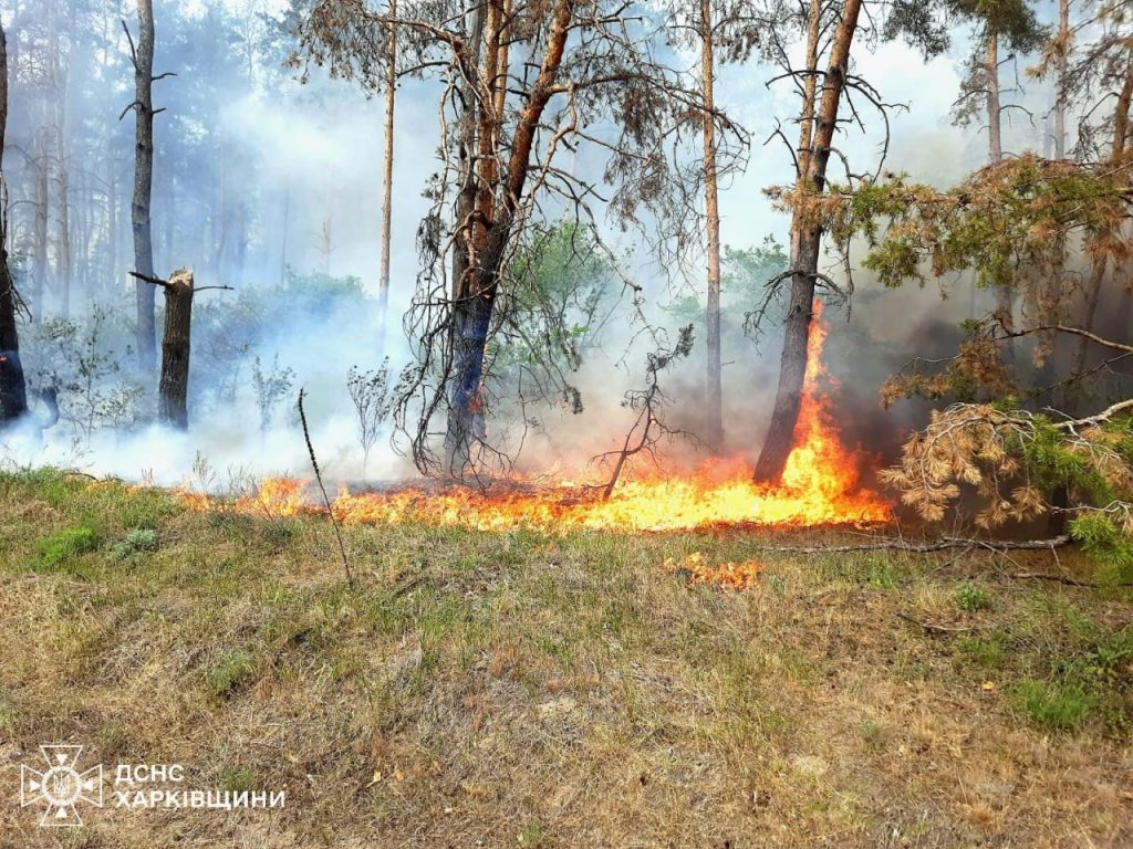 Лісова пожежа в Ізюмському районі Харківської області