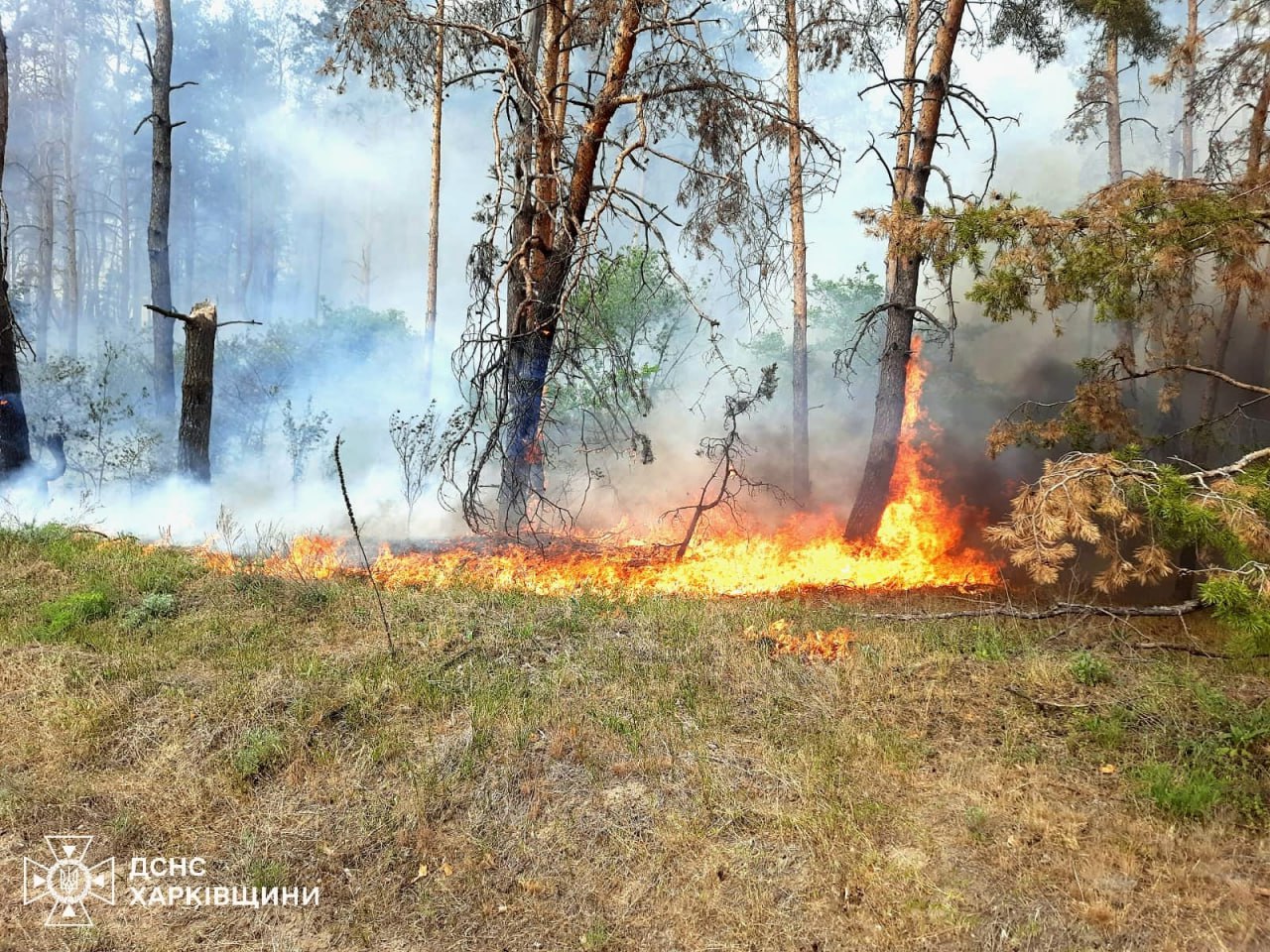 Загорелся заповедник на Харьковщине из-за удара РСЗО