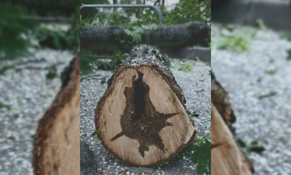 В Харькове и области снова будет опасная погода: что уже натворил ветер 📷
