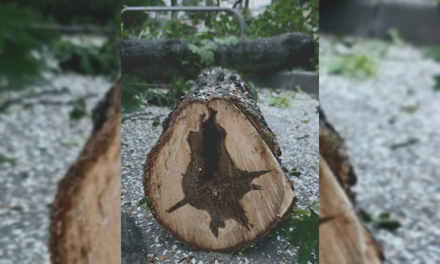 В Харькове и области снова будет опасная погода: что уже натворил ветер 📷