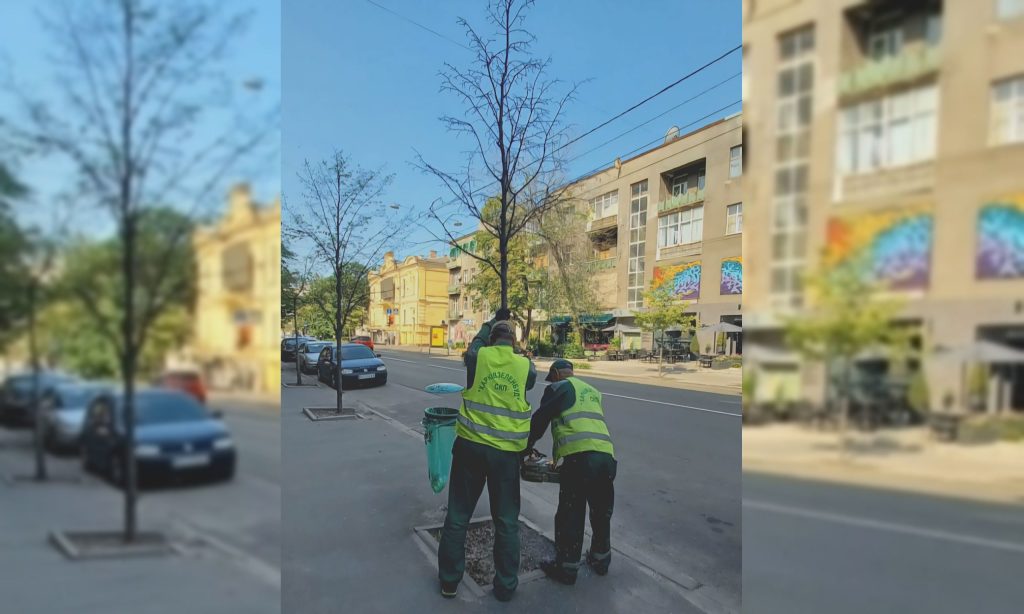 У центрі Харкова почали зрізати дерева: навіщо та чи висадять нові (фото)