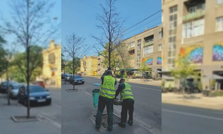 У центрі Харкова почали зрізати дерева: навіщо та чи висадять нові (фото)