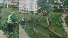 40 деревьев повалил ветер в Харькове, коммунальщики работали до ночи (фото)