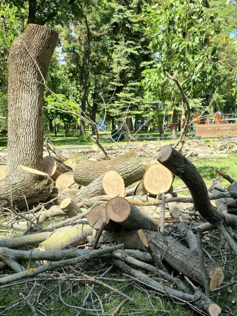 деревья спилили в Харькове