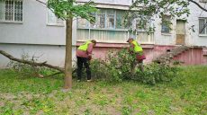 Сильный ветер в Харькове: повреждены деревья, на женщину упала ветка (фото)