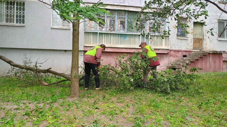 Сильный ветер в Харькове: повреждены деревья, на женщину упала ветка (фото)