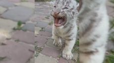 Рычат почти как взрослые: тигрята из экопарка под Харьковом подрастают 📹