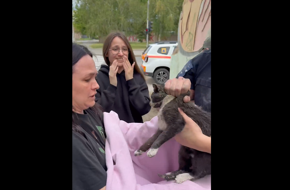 Котенка нашли под завалами в Харькове на четвертый день после атаки БпЛА 📹